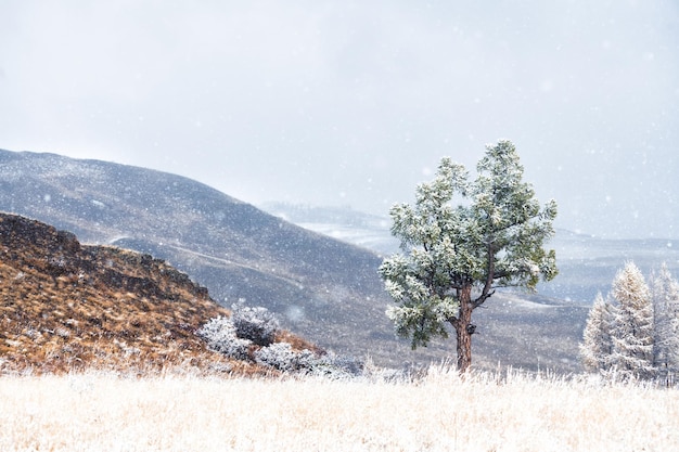 Alberi innevati in montagna durante la nevicata Kurai steppa Monti Altai Siberia Russia