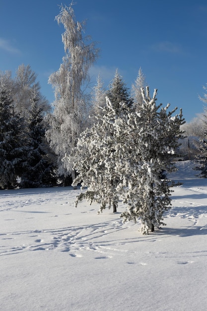 Alberi innevati in un parco cittadino in una giornata di sole.