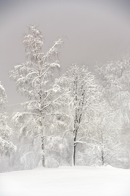 Alberi innevati in un parco