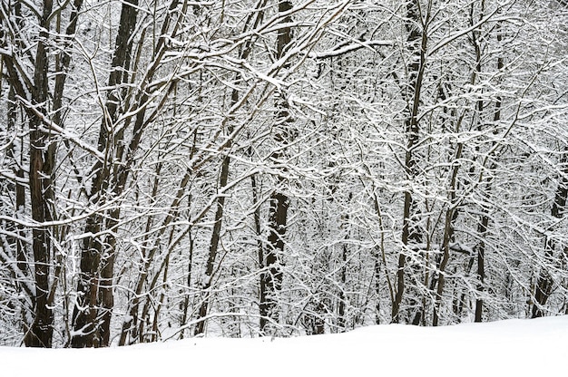 Alberi innevati in una foresta