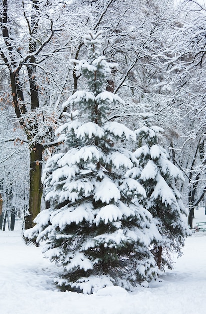 Alberi innevati nel parco cittadino d'inverno (giornata noiosa)