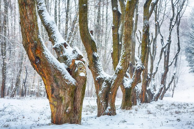 Alberi innevati nel parco cittadino