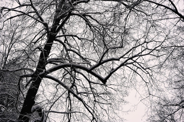 alberi innevati nel parco dopo una nevicata - in caso di neve e gelo