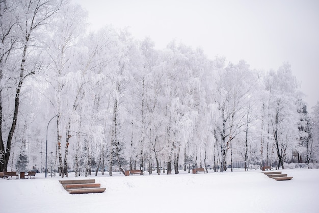 Alberi innevati nel parco invernale