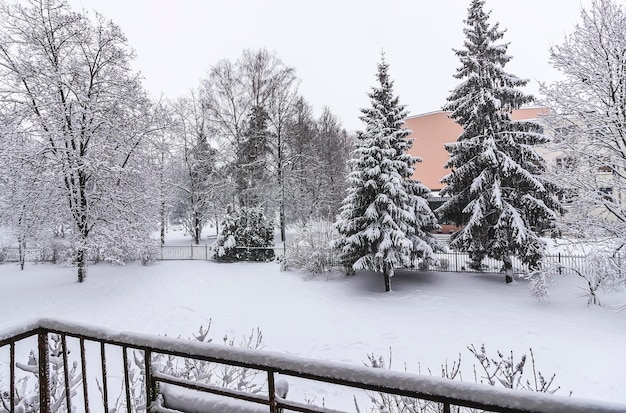 Alberi innevati nel parco urbano