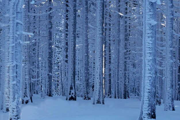 Alberi innevati nell'Harz SassoniaAnhalt Germania