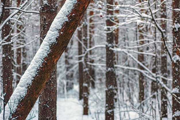 Alberi innevati nella foresta di inverno