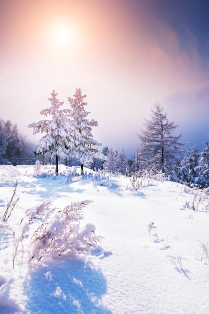 Alberi innevati nella foresta invernale al tramonto. Bellissimo paesaggio invernale.