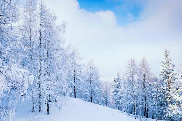 Alberi innevati nella foresta invernale. Bellissimo paesaggio invernale.