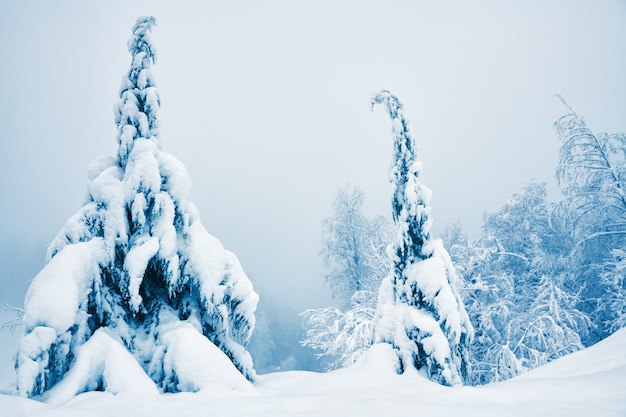 Alberi innevati nella foresta invernale in una giornata nebbiosa. Bellissimo paesaggio invernale.