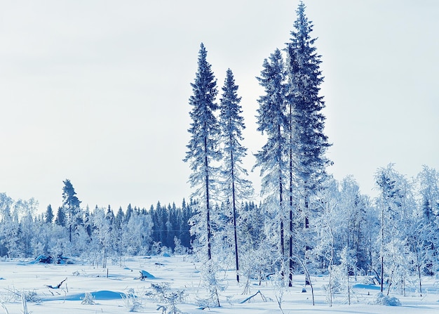 Alberi innevati nella foresta, inverno Rovaniemi, Lapponia, Finlandia.