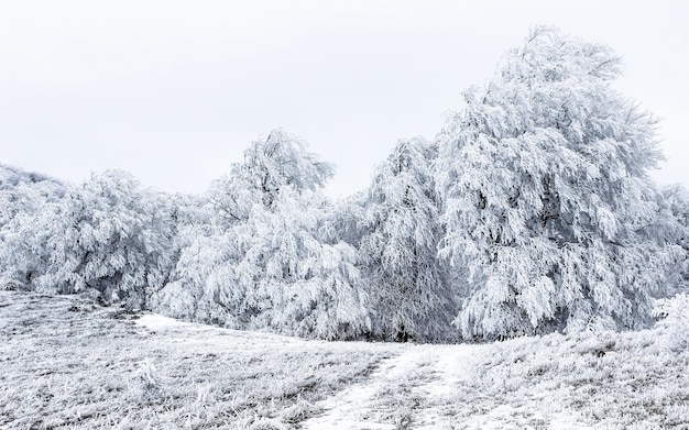 Alberi innevati nella foresta