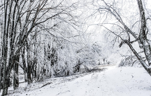 Alberi innevati nella foresta