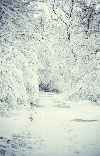 Alberi innevati piante foresta in inverno