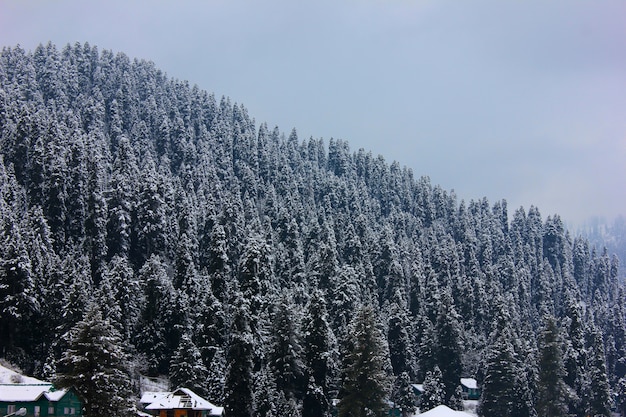 Alberi innevati sulla montagna