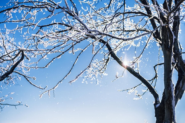 Alberi innevati un giorno gelido libero. Bellissimo paesaggio invernale.