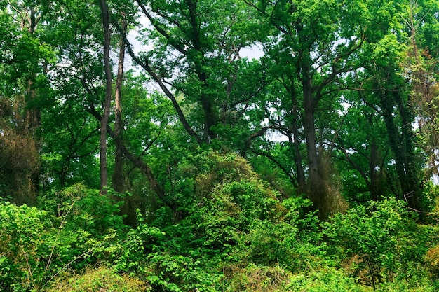 Alberi intrecciati con liane e convolvolo in una foresta di latifoglie subtropicale