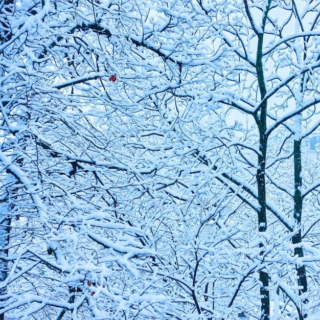 Alberi invernali con rami coperti di neve