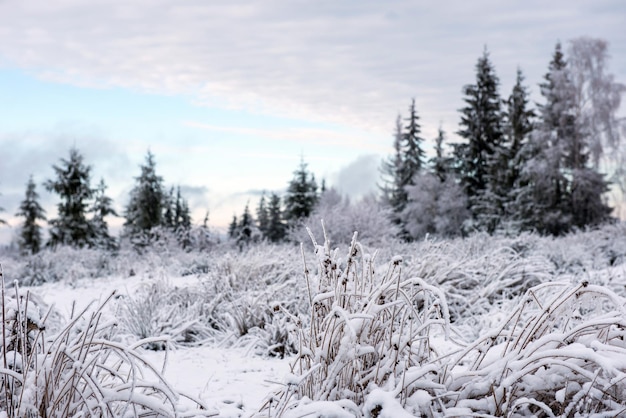 Alberi invernali coperti da ghiaccio