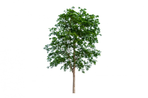 Alberi isolati isolati