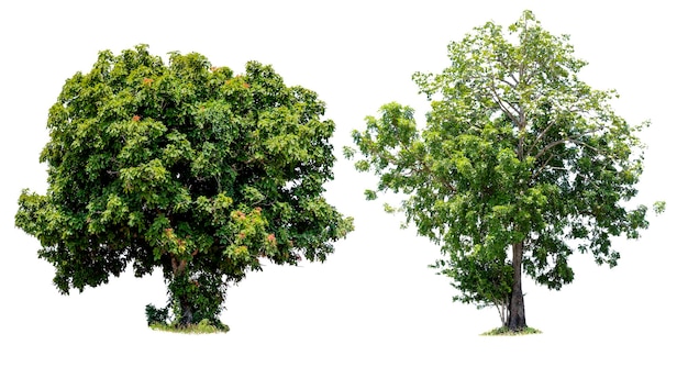 Alberi isolati su sfondo bianco alberi tropicali isolati utilizzati per la progettazione, pubblicità e architettura