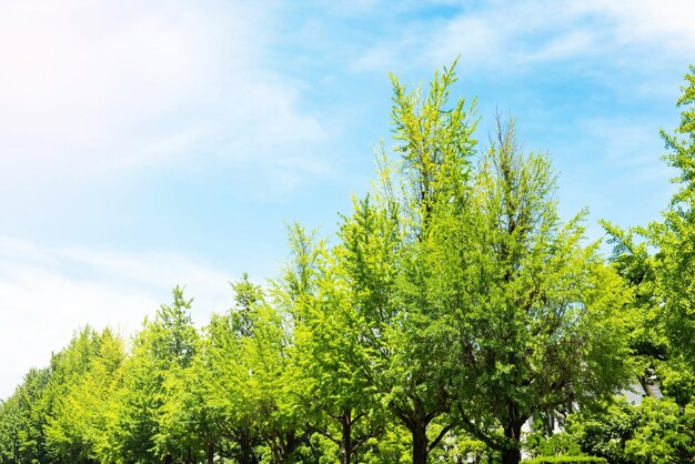 alberi lungo la strada