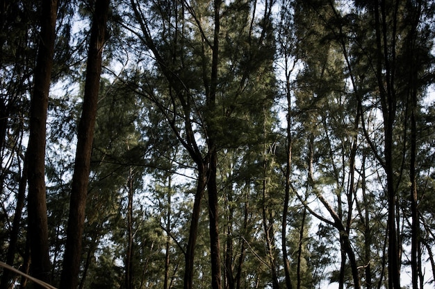Alberi magri alti sullo sfondo della foresta Mangalore India