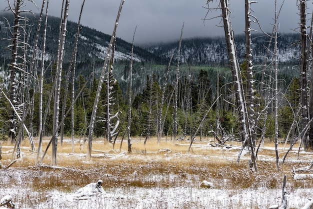 Alberi morti a Yellowstone