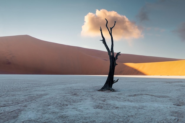 Alberi morti di Camelthorn all'alba