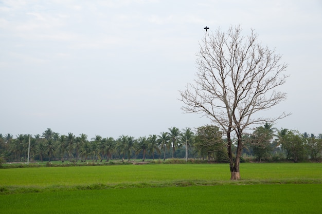 Alberi morti e campi di riso.