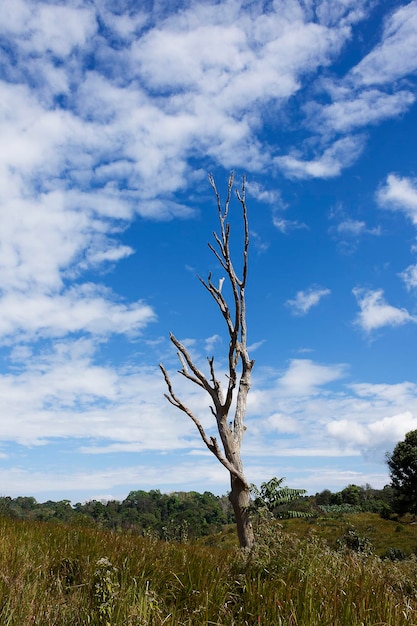 Alberi morti nel prato