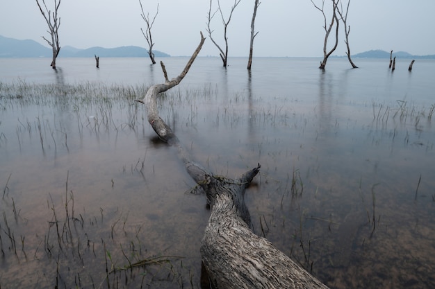 Alberi morti nella foresta intorno a un lago con bassi livelli d&#39;acqua. Tailandia