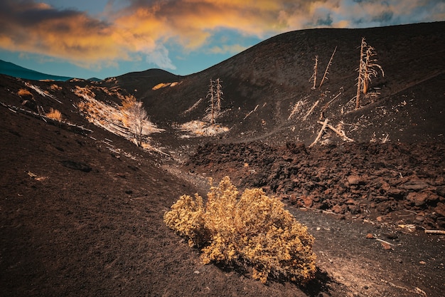 Alberi morti sull'Etna in Sicilia.