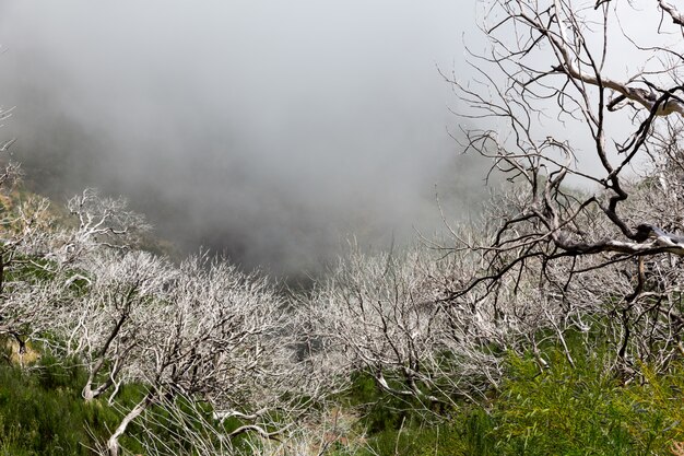 Alberi morti