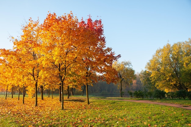 Alberi multicolori e cespugli nel parco autunnale Soleggiata foresta autunnale molto bella