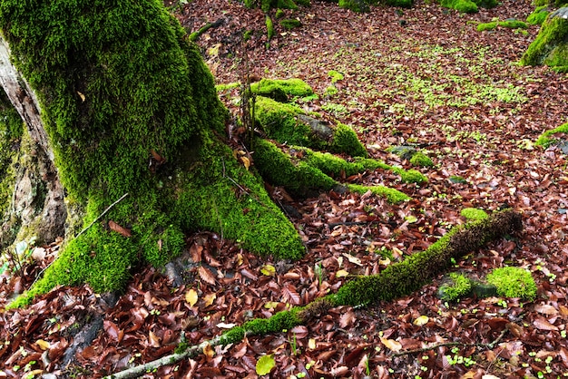 Alberi muschiosi in una foresta mistica verde