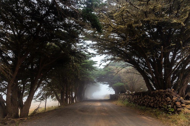 Alberi nebbiosi verso la foresta di ginepro a El Hierro Isole Canarie