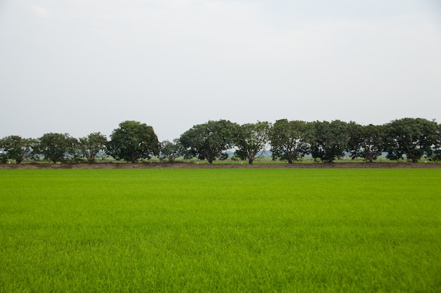 Alberi nei campi di riso.