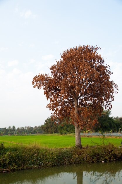 Alberi nei campi di riso.