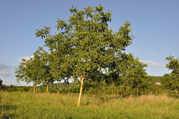 Alberi nei campi