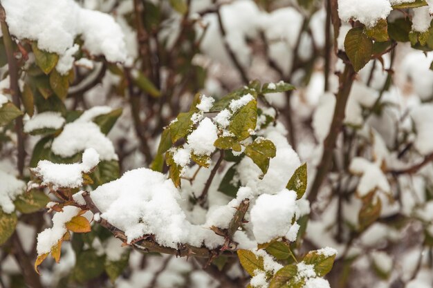 Alberi nei paesaggi invernali della neve