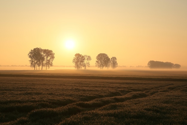 Alberi nel campo in una nebbiosa mattina di primavera