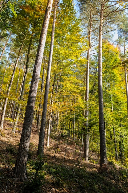 Alberi nel fogliame autunnale fuori Zurigo Svizzera il 21 ottobre 2012