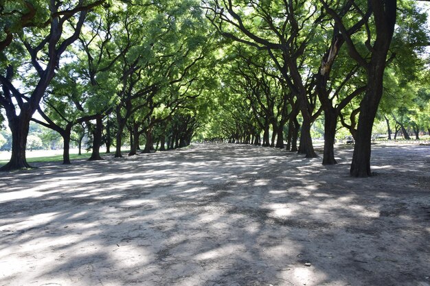 Alberi nel Giardino Botanico di Buenos Aires Buenos Aires Argentina