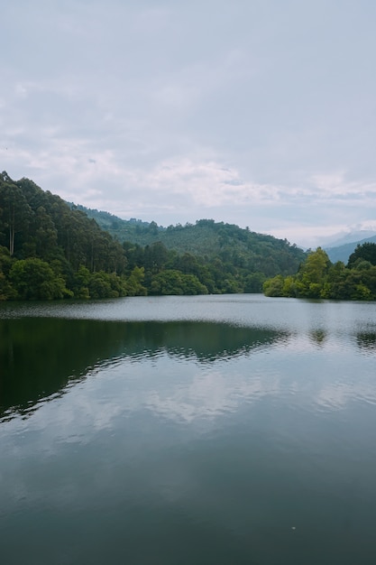 Alberi nel lago