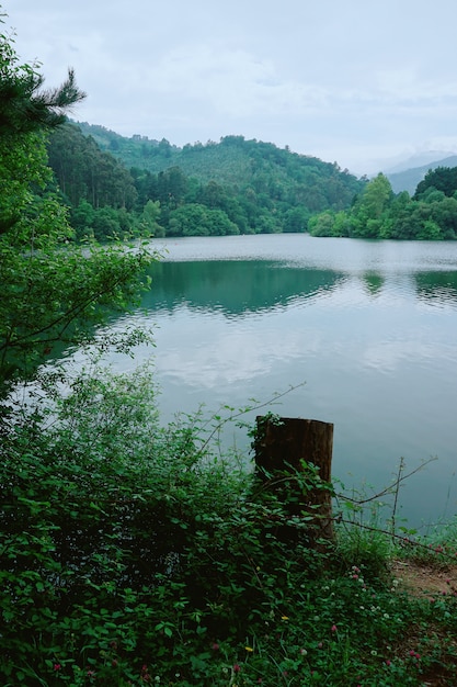 Alberi nel lago