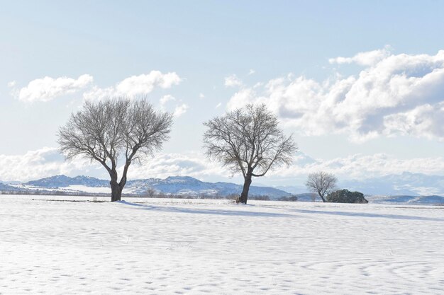 Alberi nel loro ambiente naturale in mezzo alla natura