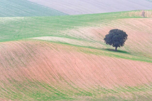 Alberi nel loro ambiente naturale in mezzo alla natura