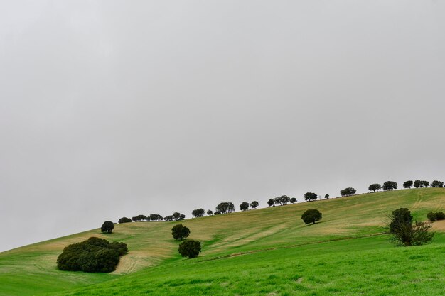 Alberi nel loro ambiente naturale in mezzo alla natura