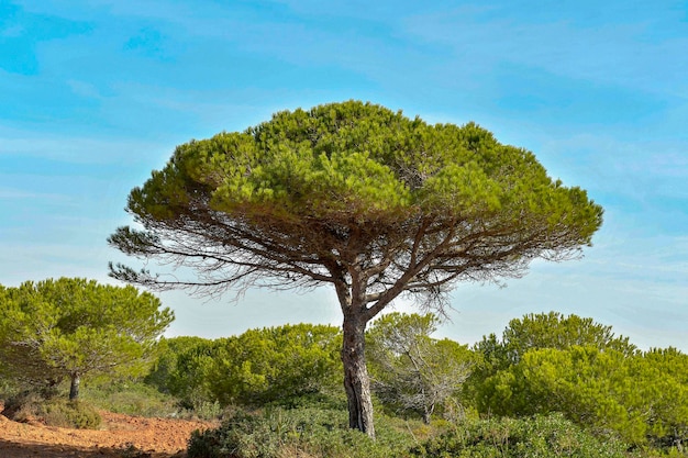 Alberi nel loro ambiente naturale in mezzo alla natura